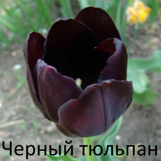 Александр Дюма, Черный тюльпан, скачать бесплатно, бесплатная электронная книга